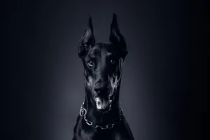 Majestic Black Doberman Pinscher In High Definition Wallpaper