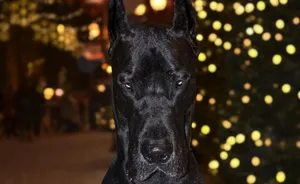 Majestic Black Great Dane Bokeh Background Wallpaper