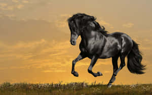 Majestic Black Horse Gallopingat Sunset Wallpaper