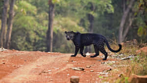 Majestic Black Leopard Gliding Across A Log Wallpaper