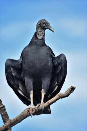 Majestic Black Vulture Perched Wallpaper