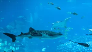 Majestic Black Whale Shark Gliding Through Underwater Paradise Wallpaper