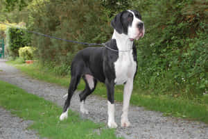 Majestic Blackand White Great Dane Standing Wallpaper