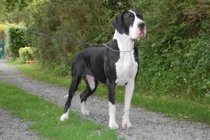 Majestic Blackand White Great Dane Standing Wallpaper