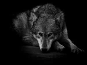 Majestic Blackand White Wolf Wallpaper