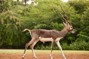 Majestic Blackbuck Strolling Wallpaper