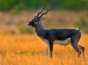 Majestic Blackbuckin Grassland Wallpaper