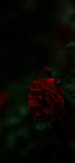 Majestic Blooming Rose On Oneplus 7 Pro Display Wallpaper