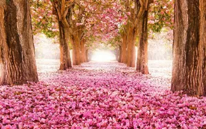 Majestic Blooming Trees In Spring Wallpaper