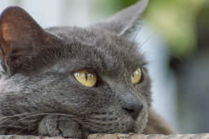 Majestic Blue Russian Cat In Natural Light Wallpaper