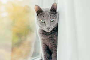 Majestic Blue Russian Cat Lounging On A Cozy Blanket Wallpaper