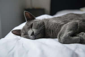 Majestic Blue Russian Cat Lounging On A Sofa Wallpaper