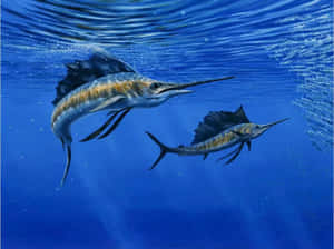 Majestic Blue Sailfish In Deep Ocean Wallpaper