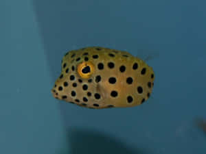Majestic Boxfish In Deep-sea Habitat Wallpaper