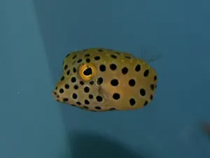 Majestic Boxfish In Deep-sea Habitat Wallpaper