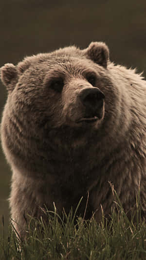 Majestic Brown Bear Portrait Wallpaper