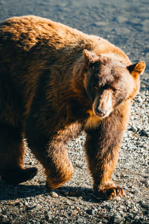 Majestic Brown Bear Walking Wallpaper