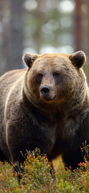 Majestic Brown Bearin Nature Wallpaper