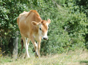 Majestic Brown Cow Grazing In The Countryside Wallpaper