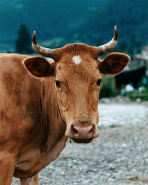 Majestic Brown Cowwith Horns Wallpaper