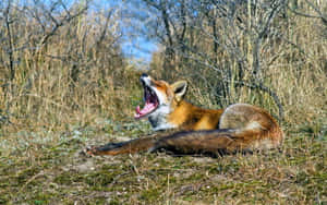 Majestic Brown Fox In A Serene Meadow Wallpaper