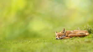 Majestic Brown Fox In Nature Wallpaper