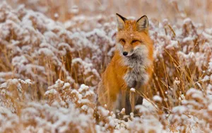 Majestic Brown Fox In The Forest Wallpaper