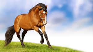 Majestic Brown Horse Galloping Wallpaper