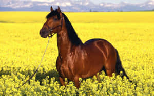 Majestic Brown Horse Galloping Wallpaper