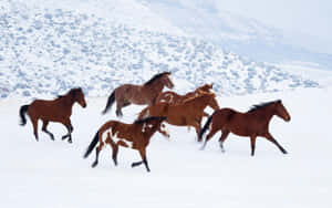 Majestic Brown Horse Galloping Wallpaper
