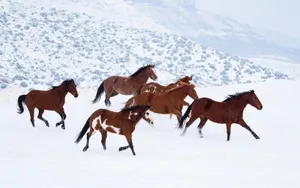 Majestic Brown Horse Galloping Wallpaper