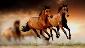 Majestic Brown Horse Galloping Wallpaper