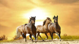 Majestic Brown Horse Galloping In Nature Wallpaper