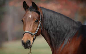 Majestic Brown Horse Galloping In Nature Wallpaper