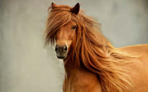 Majestic Brown Horse Galloping In The Field Wallpaper