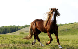 Majestic Brown Horse Galloping Wallpaper