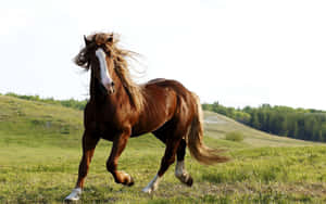 Majestic Brown Horse Galloping Wallpaper