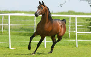 Majestic Brown Horse Grazing In Nature Wallpaper