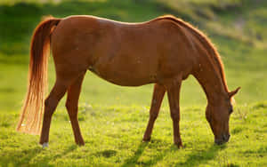 Majestic Brown Horse In The Wild Wallpaper