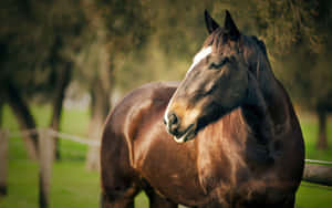 Majestic Brown Horse Running Free Wallpaper