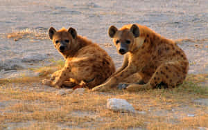 Majestic Brown Hyena In The Wild Wallpaper