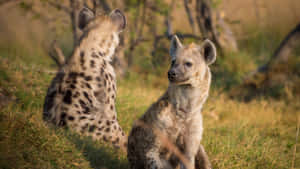 Majestic Brown Hyena Roaming The Wilderness Wallpaper