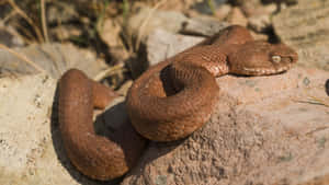 Majestic Brown Snake In Its Natural Habitat Wallpaper