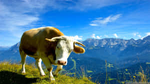 Majestic Brown Swiss Cow In A Lush Green Field Wallpaper