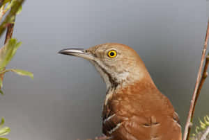 Majestic Brown Thrasher Perched On A Branch Wallpaper
