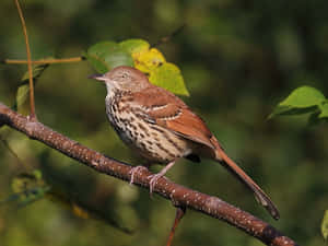 Majestic Brown Thrasher Perched On A Branch Wallpaper