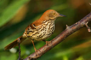 Majestic Brown Thrasher Perched On A Branch Wallpaper