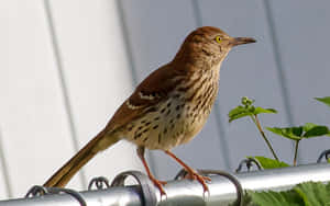 Majestic Brown Thrasher Perched On A Branch Wallpaper