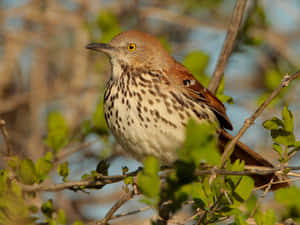 Majestic Brown Thrasher Perched On A Branch Wallpaper
