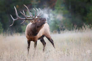 Majestic Bull Elk Bugling Wallpaper